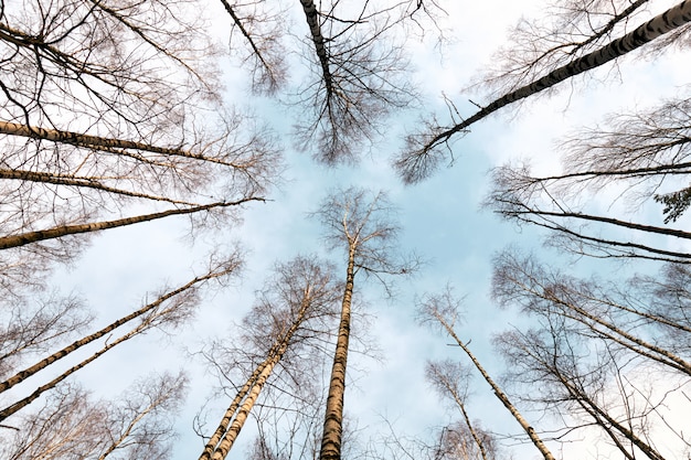 Vue de dessous du ciel dans la forêt