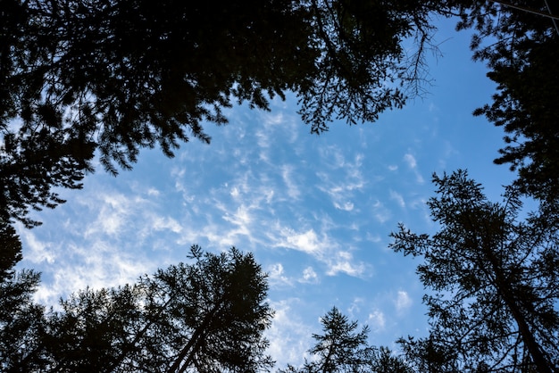 Vue de dessous du ciel dégagé à travers des branches de conifères