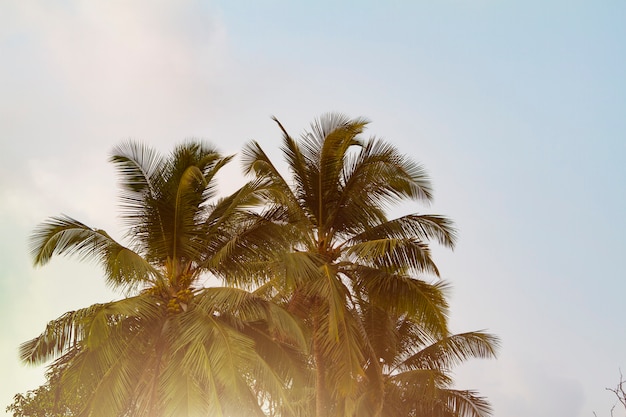 Photo vue de dessous du cocotier, tonique avec la lumière du soleil