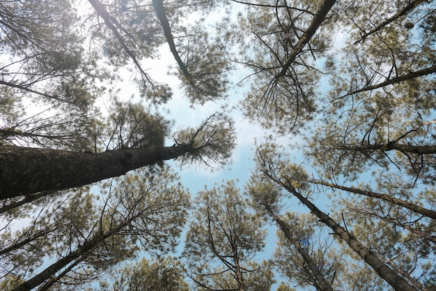 Vue de dessous du paysage de la forêt de pins avec fond de ciel bleu et lumière du soleil