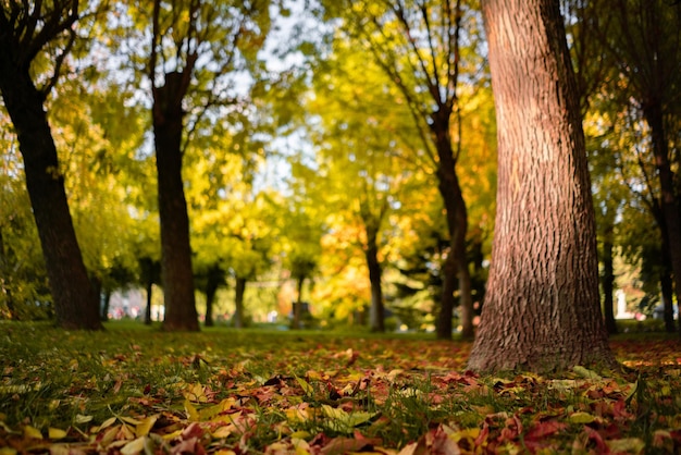 La vue de dessous du sol au sommet sous les arbres pendant la saison d'automne avec des feuilles qui tombent