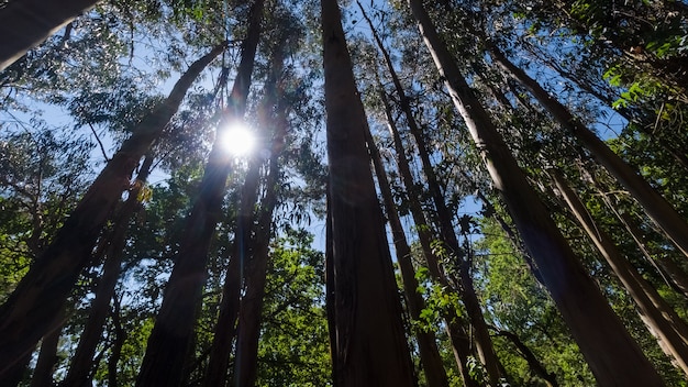 Vue de dessous du soleil à travers la cime des eucalyptus