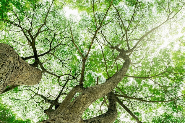 Vue de dessous du tronc d'arbre aux feuilles vertes de l'arbre dans la forêt tropicale avec la lumière du soleil Environnement frais