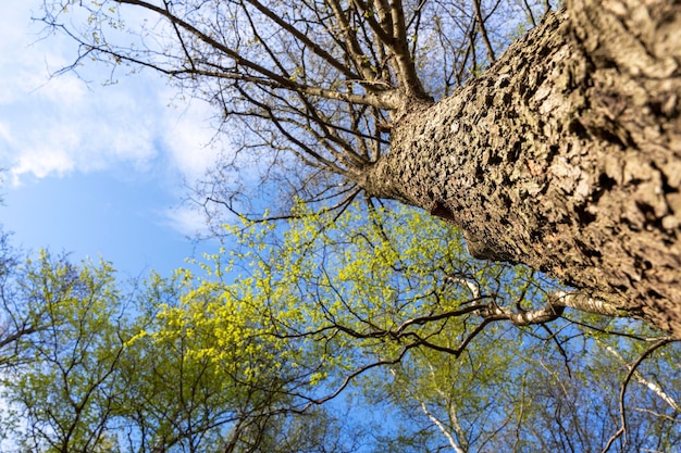 Vue de dessous du tronc d'arbre et de la nature bleue du ciel clair