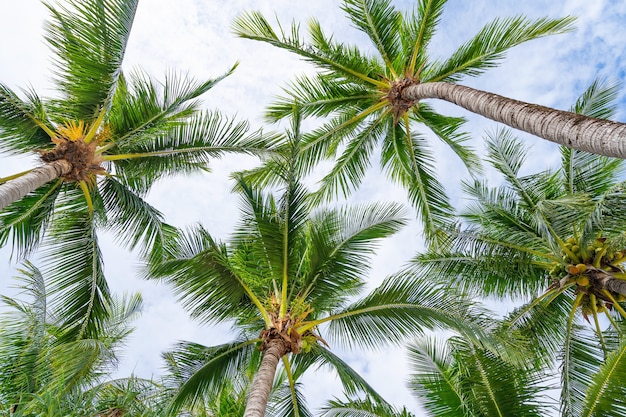 Vue de dessous sur les feuilles et le ciel des palmiers tropicaux Cadre photo exotique naturel Feuilles sur les branches des cocotiers contre le ciel bleu en journée d'été ensoleillée.