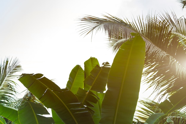 Vue De Dessous Des Feuilles De Cocotiers Et De Bananes