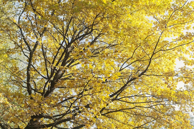 Photo vue de dessous sur des feuilles multicolores sur les arbres d'automne dans le parc