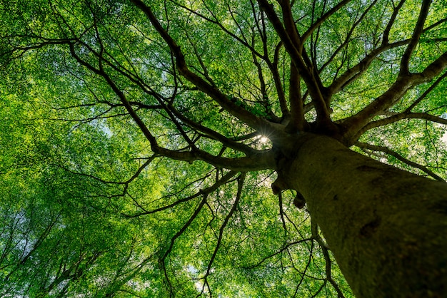 Vue de dessous des feuilles vertes du grand arbre dans la forêt tropicale avec la lumière du soleil