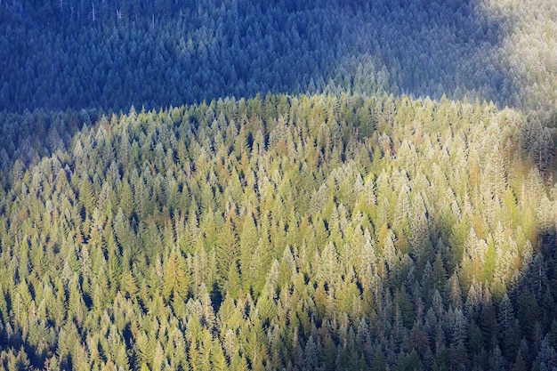 Vue de dessous de grands arbres dans la forêt de printemps