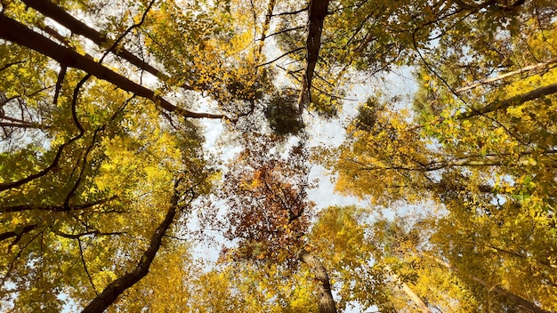 Vue de dessous des grands arbres et du soleil dans la forêt en été Bannière