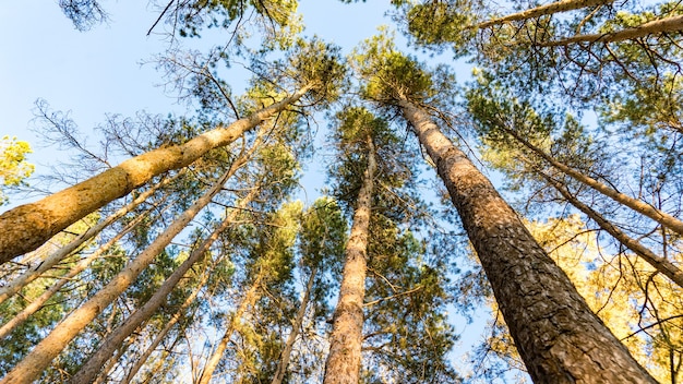 Vue de dessous des pins dans la forêt d'automne, Tomsk, Sibérie.