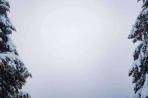 Vue de dessous des sapins enneigés chics et massifs