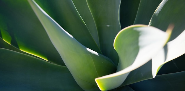 Vue de dessus d'agave de plante succulente du motif vert floral de dragonnier végétal