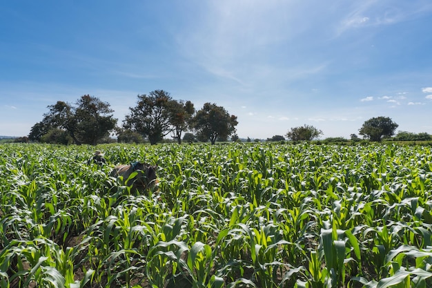 Vue de dessus. Un agriculteur debout dans son champ de maïs