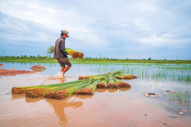 Vue de dessus Les agriculteurs récoltent Lepironia articulata Le nom vietnamien est co bang Il est récolté par les habitants du delta du Mékong pour fabriquer des produits artisanaux L'herbe Bang est utilisée pour fabriquer des produits tels que des pailles