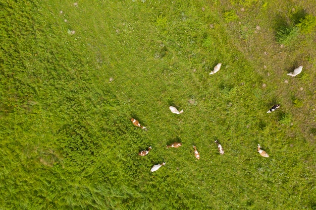 Vue de dessus de l'agriculture sur le terrain de la ferme