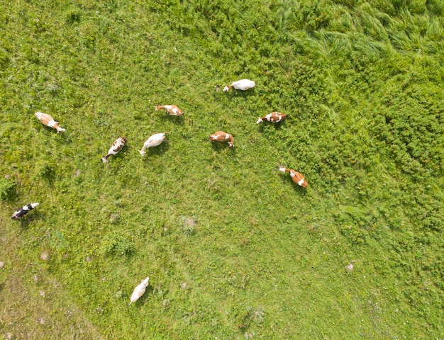 Vue de dessus de l'agriculture sur le terrain de la ferme