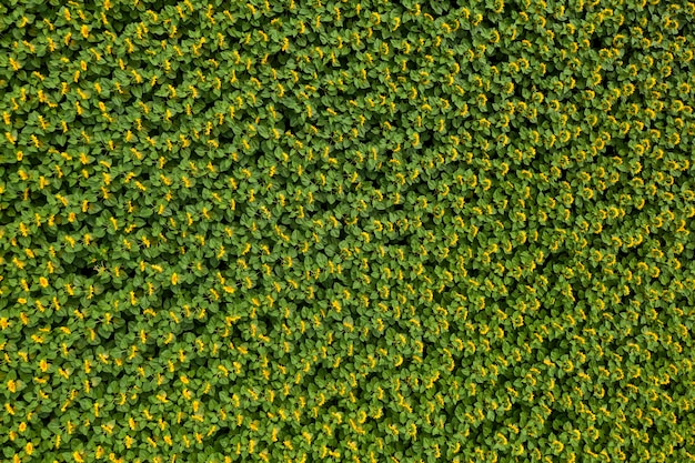 Vue de dessus de l'agriculture sur le terrain de la ferme