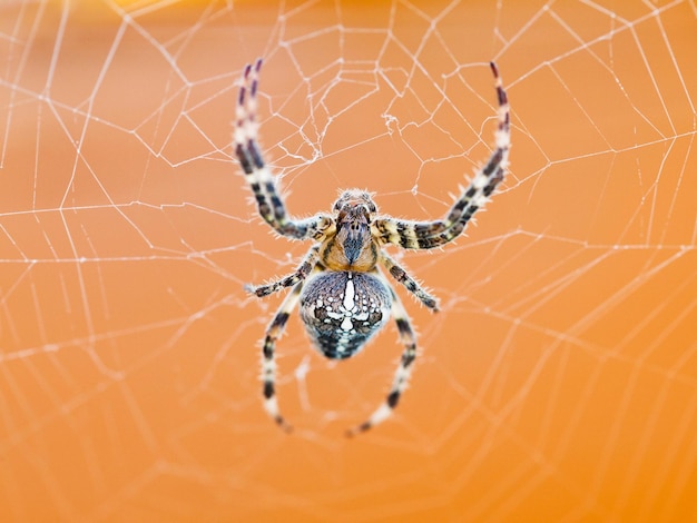 Vue de dessus de l'araignée à la toile d'araignée