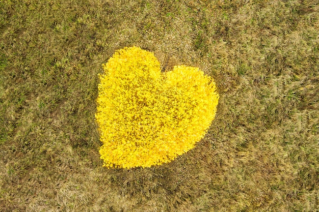 Vue de dessus d'un arbre à feuilles caduques jaune en forme de coeur.