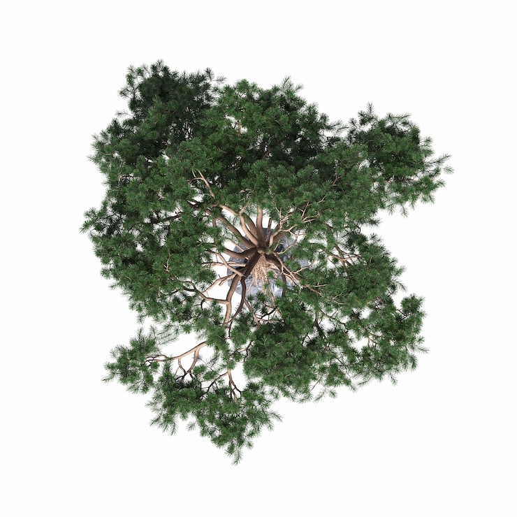 Photo vue de dessus d'arbre, isolé sur fond blanc, illustration 3d, rendu cg