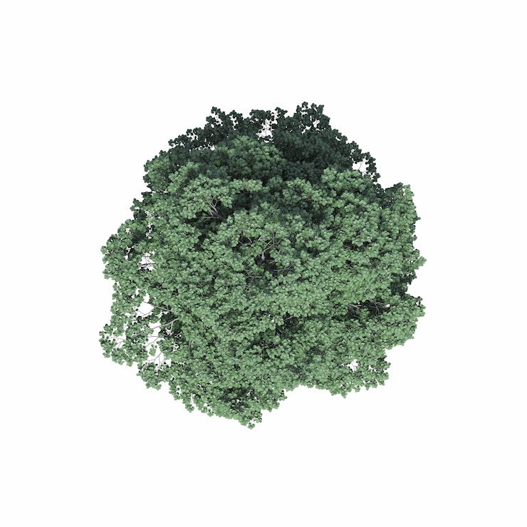Photo vue de dessus d'arbre, isolé sur fond blanc, illustration 3d, rendu cg