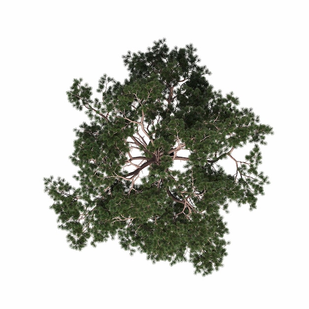 vue de dessus d'arbre, isolé sur fond blanc, illustration 3D, rendu cg