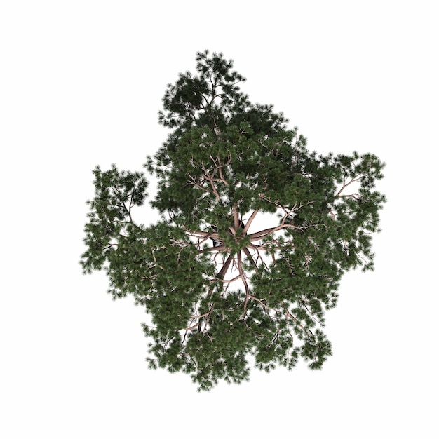 Photo vue de dessus d'arbre, isolé sur fond blanc, illustration 3d, rendu cg