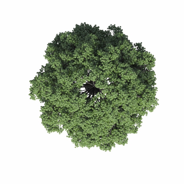 vue de dessus d'arbre, isolé sur fond blanc, illustration 3D, rendu cg