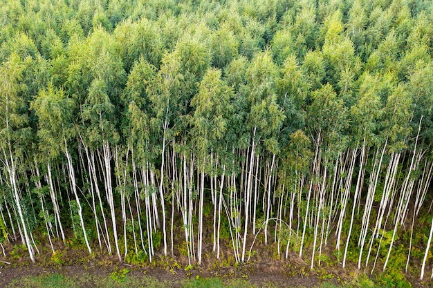 Vue de dessus des arbres verts d'été dans la forêt en Pologne rurale