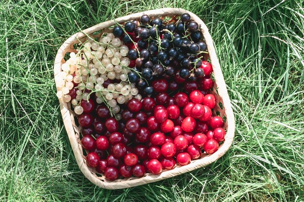 Vue de dessus des baies de cerises, de cassis blancs et noirs dans un panier sur la pelouse.