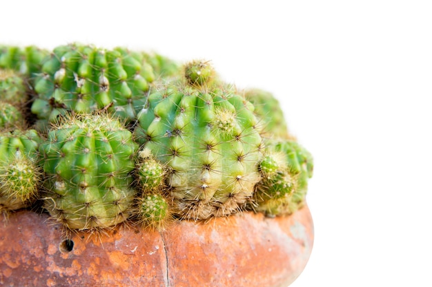 Vue de dessus de beaucoup de cactus épineux dans le pot en céramique, mise au point sélective