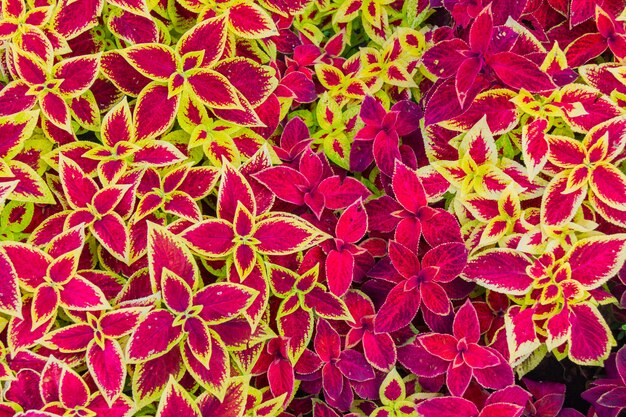 Vue de dessus de belles feuilles de fleur de bégonia.