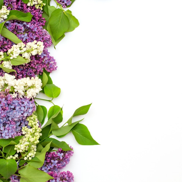 Vue de dessus de belles fleurs lilas isolé