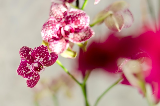 Vue de dessus de belles fleurs d'orchidées au printemps ensoleillé se bouchent. Cultivation. Orchidée Phalaenopsis.