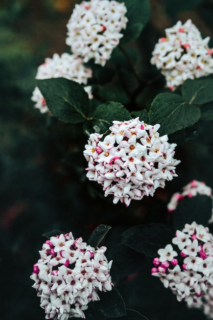 Vue de dessus de belles fleurs de Viburnum carlesii