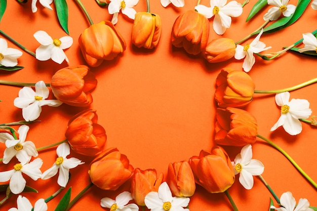 Vue de dessus de belles tulipes orange et cadre de cercle de jonquilles blanches sur fond orange