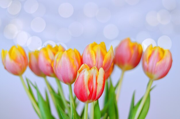 Vue de dessus de belles tulipes roses et jaunes sur fond bleu avec bokeh. Carte de voeux. 8 mars.