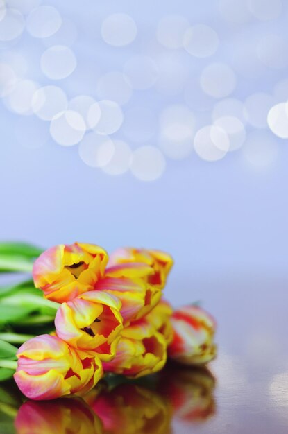 Vue de dessus de belles tulipes roses et jaunes sur fond bleu avec bokeh. Carte de voeux. 8 mars.