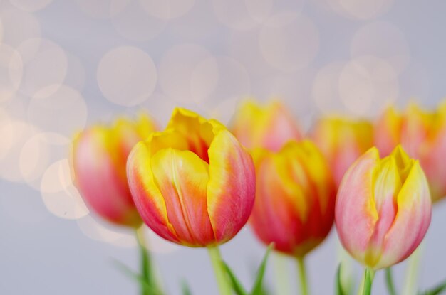 Vue de dessus de belles tulipes roses et jaunes sur fond bleu avec bokeh. Carte de voeux. 8 mars.