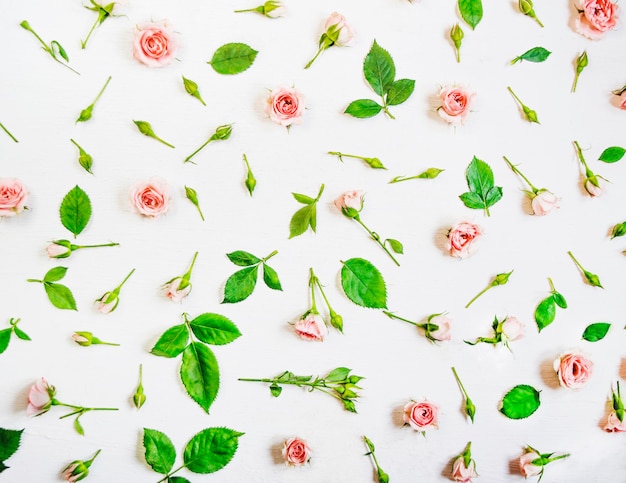 Vue de dessus des boutons de rose sur fond blanc