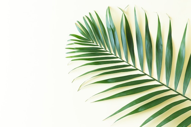 Vue de dessus de branche de feuille de palmier vert tropical sur fond jaune clair