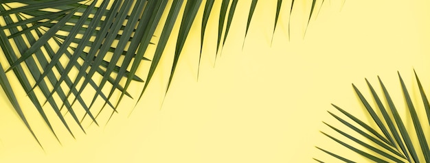 Vue de dessus de la branche de feuilles de palmier tropical isolé sur une surface jaune vif avec espace de copie.