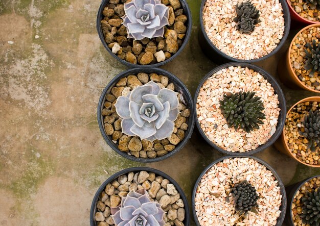 Vue de dessus de cactus avec des cactus de fleurs dans un pot avec espace copie.