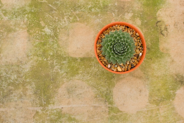 Vue de dessus de cactus avec des cactus de fleurs dans un pot avec espace copie.