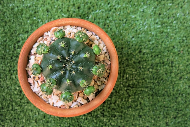 La vue de dessus d'un cactus dans le pot en argile brune sur le jardin