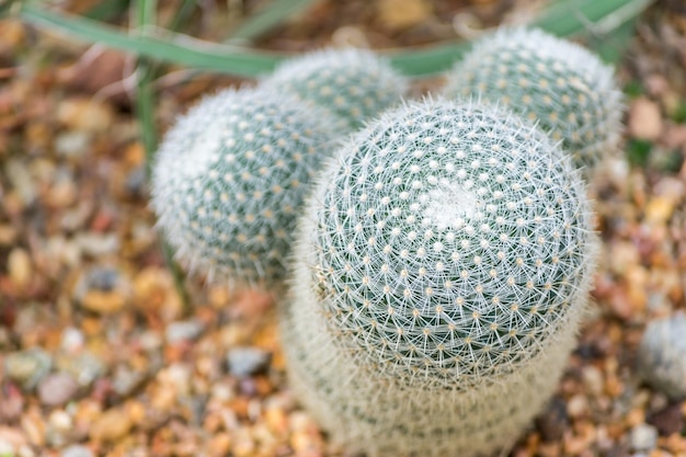 Vue de dessus d'un cactus sur du sable fin et coloré