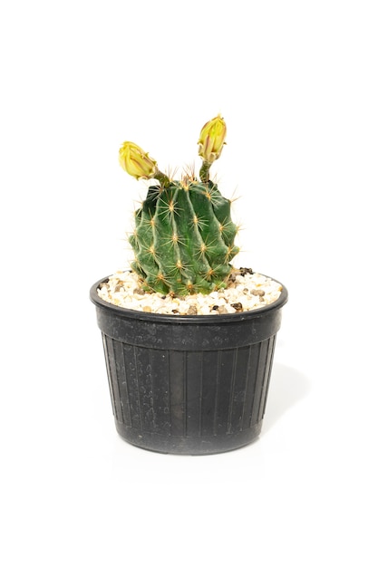 Vue de dessus cactus en pot isolé sur blanc