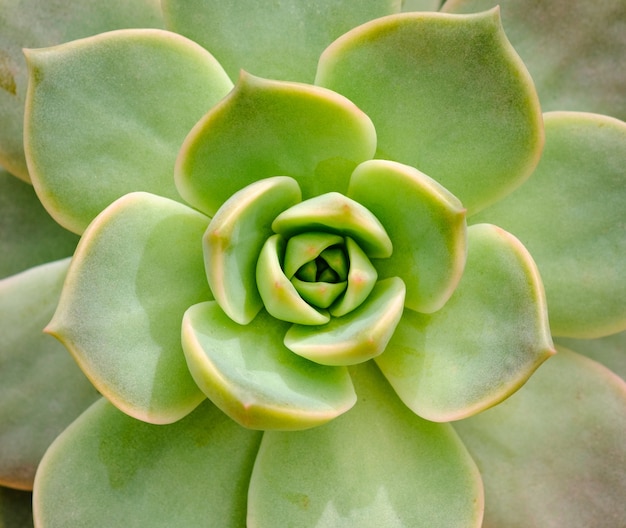 vue de dessus de cactus en pot et modèle