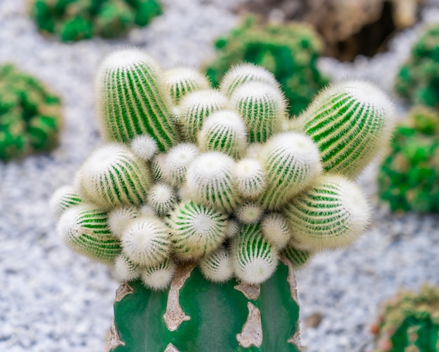 Vue de dessus de cactus vert sur le jardin de roc